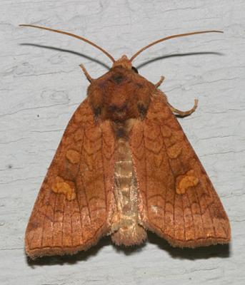 9457 -- American Ear Moth -- Amphipoea americana