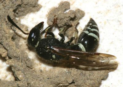 Ancistrocerus catskill
