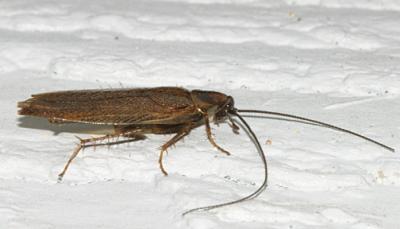 Tawny Cockroach - Ectobius lapponicus