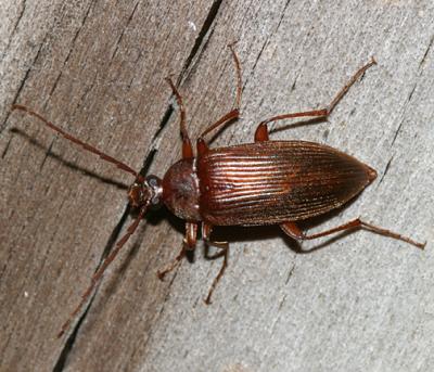 Capnochroa fuliginosa