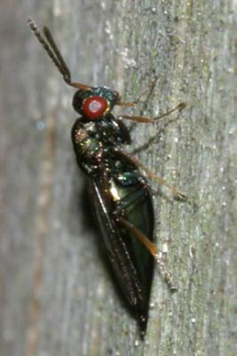 Pteromalid wasp