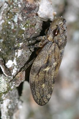 Pine Spittle Bug - Aphrophora cribrata