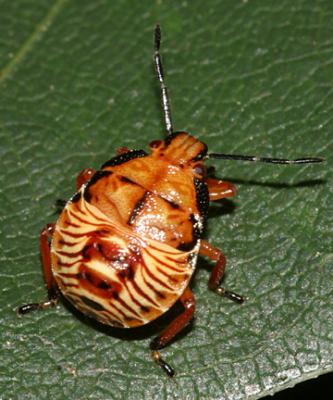 Podisus sp. nymph