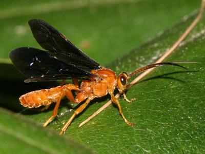 Saranaca elegans