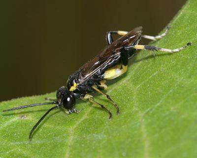 Macrophya flavicoxae