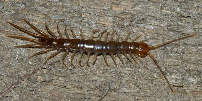 Stone Centipede - Lithobiomorpha sp.