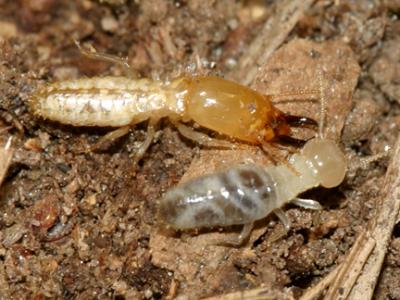 Eastern Subterranean Termite Soldier - Reticulitermes flavipes