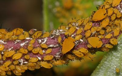 Oleander Aphid - Aphis nerii