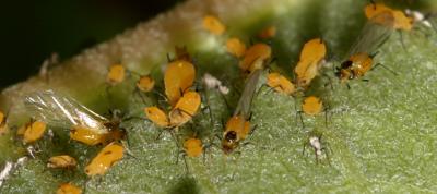 Oleander Aphid - Aphis nerii