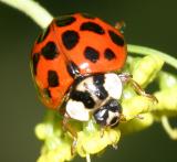  Multicolored Asian Lady Beetle - Harmonia axyridis