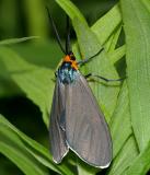 8262 -- Virginia Ctenucha Moth -- Ctenucha virginica