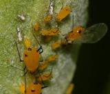 Oleander Aphid - Aphis nerii giving birth