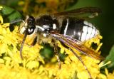 Dolichovespula maculata (Bald-faced Hornet)