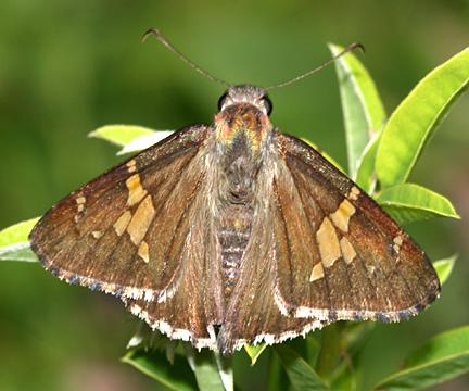 Hoary Edge - Achalarus lyciades