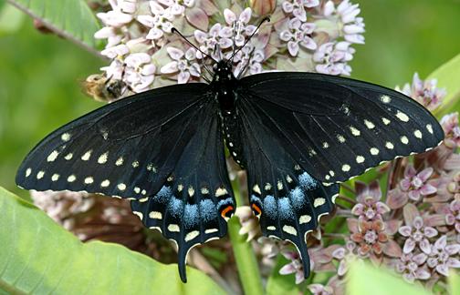 Black Swallowtail - Papilio polyxenes  female