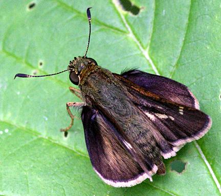 Little Glassywing - Pompeius verna, male