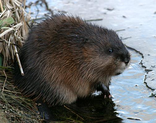 Common Muscrat - Ondatra zibethicus