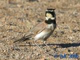 Horned Lark