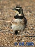 Horned Lark