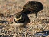 Horned Lark
