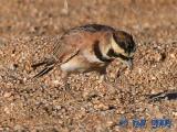 Horned Lark