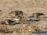 Horned Lark