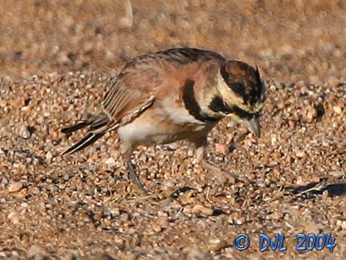 Horned Lark