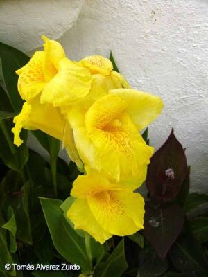 Canna 'Yellow Pecas'