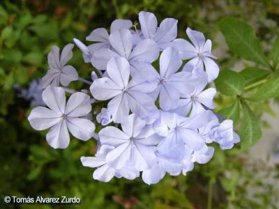 Jazmn azul (Plumbago auriculata)