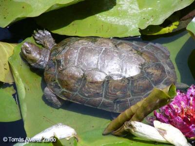 Tortuga en nenufar