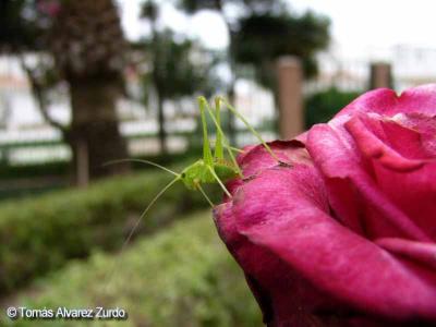Insecto en rosa