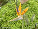 Ave del paraso (Strelitzia reginae)