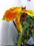 Canna Yellow