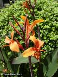 Canna Intrigue