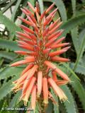 Aloe arbreo (Aloe arborescens)