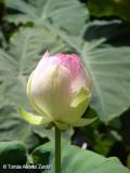 Nelumbo nucifera