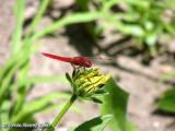 Liblula