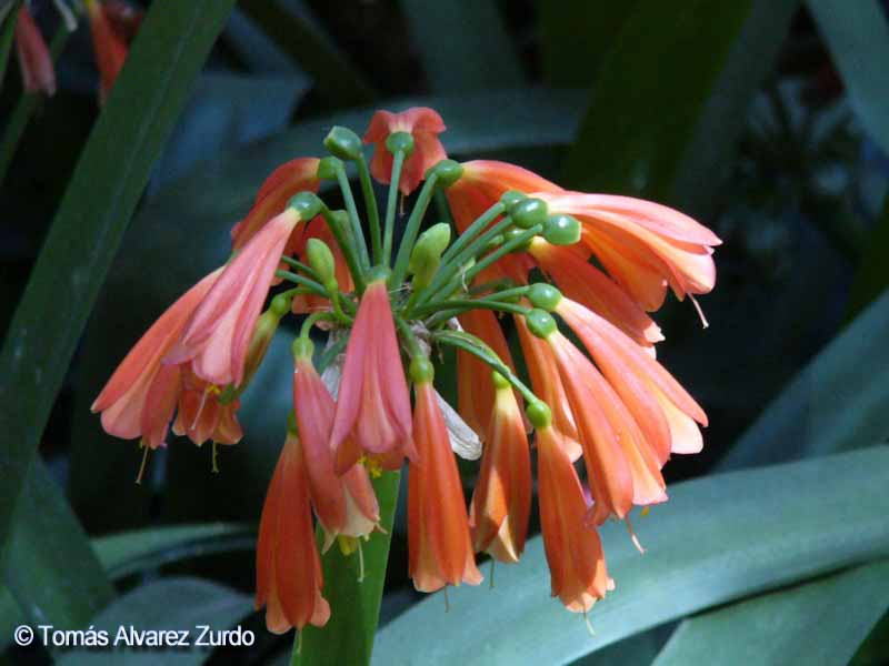 Clivia Nobilis