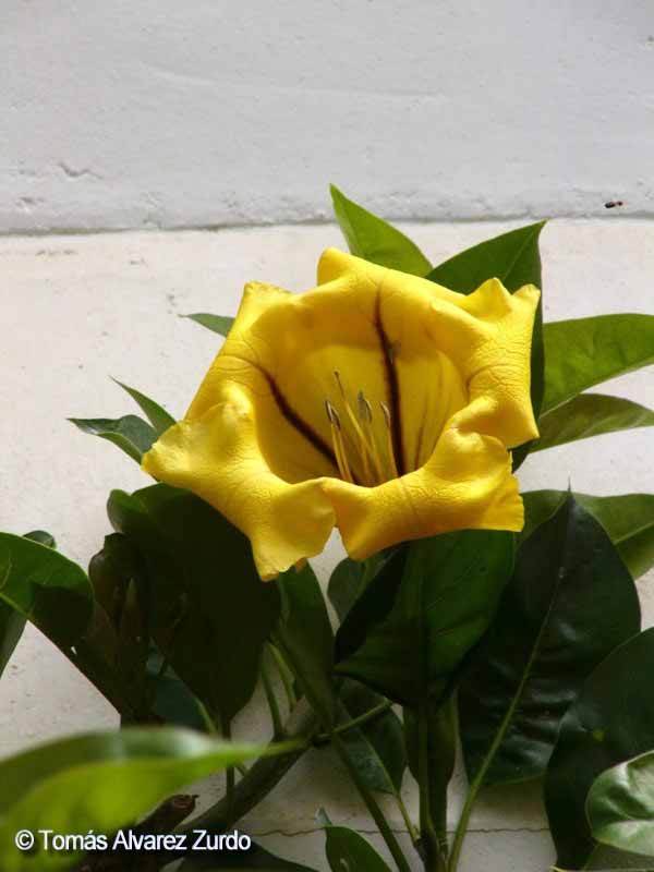 Copa de oro (Solandra maxima)