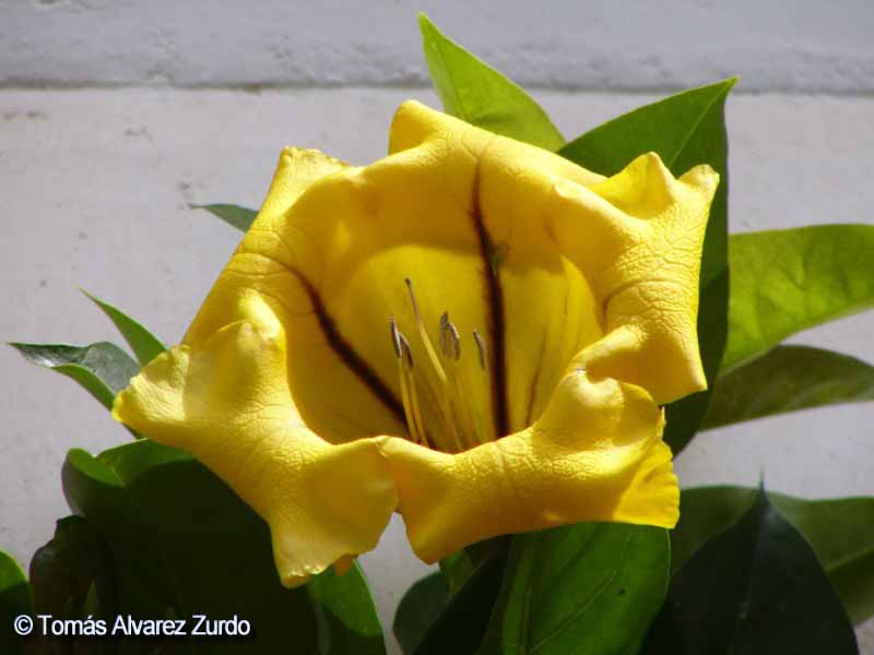 Copa de oro (Solandra maxima)