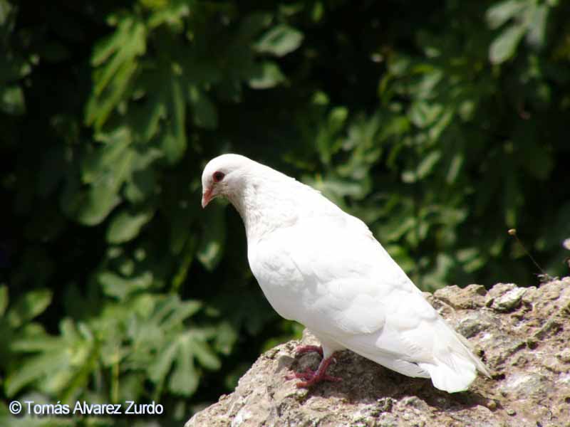 Paloma