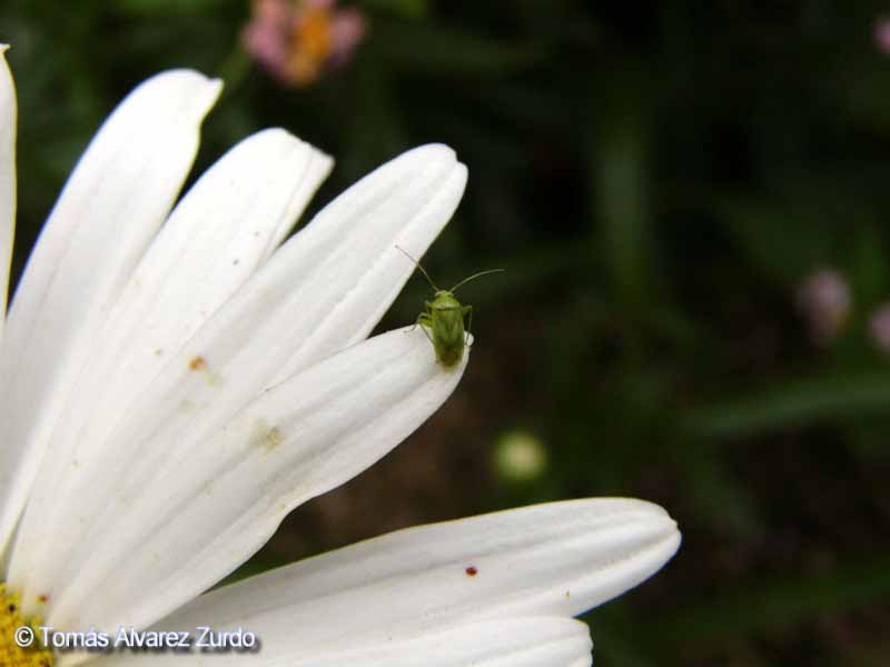 Insecto en margarita