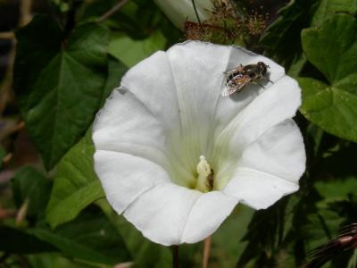 Some sort of white flower