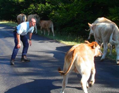 Policeman Tries to Identify Escaped Cows