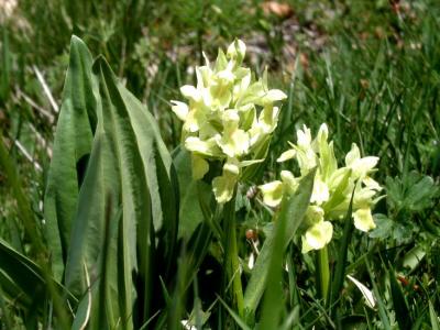 u34/tomsmithvaniz/medium/31293367.WhiteFlower550.jpg