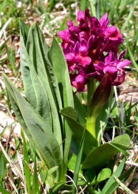 u34/tomsmithvaniz/medium/31293370.PurpleFlower575.jpg