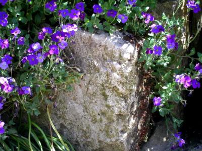 u34/tomsmithvaniz/medium/31335521.PurpleMinis550.jpg