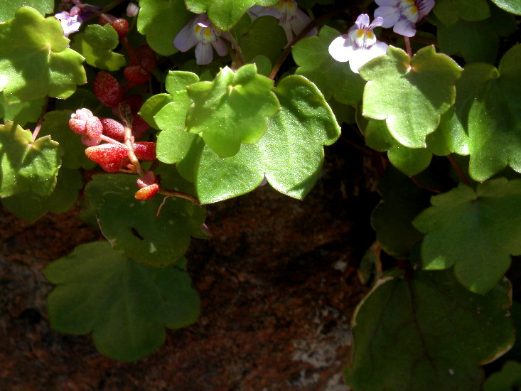 Some sort of small, wild ivy & flower