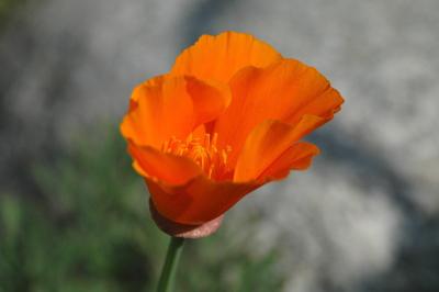 Antelope Valley/Poppy