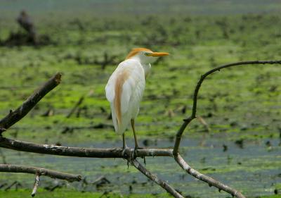 Cattle Egret